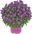 Aster - GARDENLINE en promo à 3,49 € chez Aldi Aster - GARDENLINE dans le catalogue Aldi