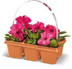 Aktuelles Beetpflanzen Angebot bei Netto Marken-Discount in Bochum ab 5,99 €