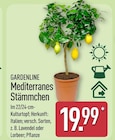 Mediterranes Stämmchen von Gardenline für 19,99 € bei ALDI Nord im Angebot Mediterranes Stämmchen von Gardenline im aktuellen ALDI Nord Prospekt