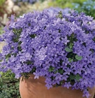 GLOCKENBLUME PORTO im Angebot bei Wreesmann in Stade GLOCKENBLUME PORTO Angebote bei Wreesmann Stade für 2,99 €
