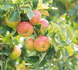Historische Bio Obstbäume im Angebot bei Globus-Baumarkt in Herne Historische Bio Obstbäume Angebote bei Globus-Baumarkt Herne für 29,99 €