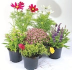 Sommerstauden oder Lavendel Angebote bei Thomas Philipps Leverkusen für 1,99 €