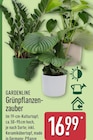 Grünpflanzenzauber von Gardenline für 16,99 € bei ALDI Nord im Angebot Grünpflanzenzauber von Gardenline im aktuellen ALDI Nord Prospekt