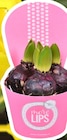 Bulbes de jonquilles dans le catalogue Carrefour