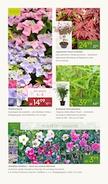 Pflanzen Kölle Schal im Prospekt 