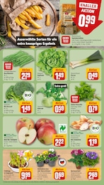 REWE Pflanzen im Prospekt 