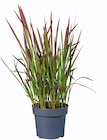 Miscanthus/Penissetum en promo chez Lidl Nanterre à 9,99 €