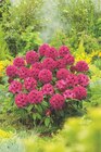 Rhododendron dans le catalogue Carrefour