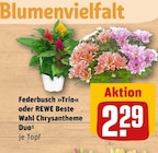 Federbusch »Trio« oder Chrysantheme Duo Angebote von REWE Beste Wahl bei REWE Filderstadt für 2,29 €