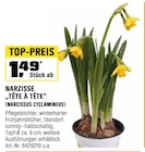 Narzisse „Tête à Tête“ (Narcissus cyclamineus) Angebote bei OBI Bamberg für 1,49 €