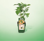 Promo Framboisier pot 13 cm à 5,99 € dans le catalogue Netto à Dampierre-les-Bois