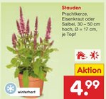 Aktuelle Blumen Angebote bei Netto Marken-Discount in Leverkusen Aktuelles Stauden Angebot bei Netto Marken-Discount in Leverkusen ab 4,99 €