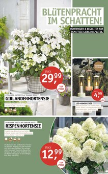 Hortensie im aktuellen ROSENGUT Langerwisch Prospekt (Potsdam) Hortensie im ROSENGUT Langerwisch Prospekt "BLĂTENREICH!" mit 12 Seiten (Potsdam)