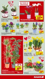 Blumentopf Angebot im aktuellen toom Baumarkt Prospekt auf Seite 5