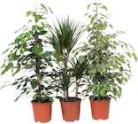Plantes vertes à Carrefour dans Guagno les Bains Plantes vertes à Carrefour dans Guagno les Bains