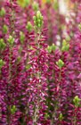 Knospenheide Longlife (Calluna vulgaris) von Kölle's Beste! im aktuellen Pflanzen Kölle Prospekt für 4,49 €