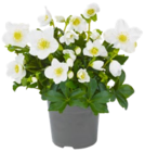 Christrose Angebote bei Kaufland Elmshorn für 3,99 €