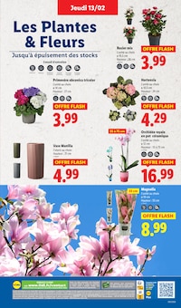 Promo Hortensia dans le catalogue Lidl du moment à la page 37