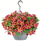 Blumenampel mit Wasserspeicher Angebote bei toom Baumarkt Seevetal für 19,99 €