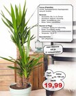 Yucca (Palmlilie) Angebote bei Garten-Center Nordharz GmbH & Co. KG Salzgitter für 19,99 €