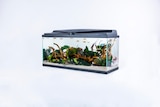 Aquarium "Tropical 80" PURE FAMILY - PURE FAMILY à 94,99 € dans le catalogue Jardiland