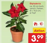 Dipladenia für 3,99 € bei Netto Marken-Discount im Angebot Dipladenia im aktuellen Netto Marken-Discount Prospekt