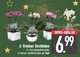 2-Trieber Orchidee Angebote bei EDEKA München für 6,99 €