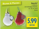 Amaryllis Angebote bei diska Freiberg für 5,99 €