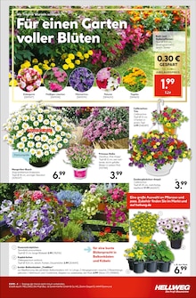 Pflanzen im Hellweg Prospekt "Traumterrasse in jedem Fall" mit 24 Seiten (Chemnitz)