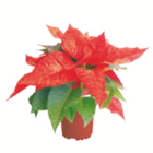 toom Baumarkt Ibbenbüren - Weihnachtssterne Angebot im Prospekt Weihnachtssterne bei toom Baumarkt im Ibbenbüren Prospekt für 2,19 €