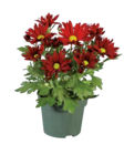 Chrysanthemen Mehrtriebler  im aktuellen Lidl Prospekt für 1,19 €