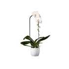 Orchidée cascade grandes fleurs en promo chez Carrefour Clichy à 16,99 €