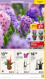 Offre Orchidée dans le catalogue Lidl du moment à la page 33