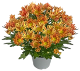 Chrysantheme bei Kaufland im Potsdam Prospekt für 2,99 €