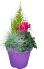 Marktkauf Wismar - Bepflanzter Topf oder Chrysanthemen "Sollinea" Angebot im Prospekt Bepflanzter Topf oder Chrysanthemen "Sollinea" bei Marktkauf im Wismar Prospekt für 7,99 €