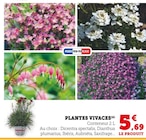 Promo Plantes vivaces à 5,69 € dans le catalogue Hyper U à Manosque