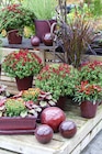 BBM Baumarkt Barsinghausen - Chrysantheme Busch Angebot im Prospekt Chrysantheme Busch bei BBM Baumarkt im Barsinghausen Prospekt für 5,99 €
