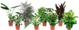 PLANTES VERTES - SANS MARQUE - Auchan Hypermarché PLANTES VERTES - SANS MARQUE à 13,99 € dans le catalogue Auchan Hypermarché