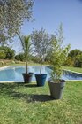 Pot Punta Cana en promo chez Carrefour Montpellier à 29,99 €