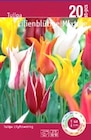 Aktuelle Tulpen Angebote bei Thomas Philipps in Köln Aktuelles Tulpen Attraktiv Angebot bei Thomas Philipps in Köln ab 4,99 €