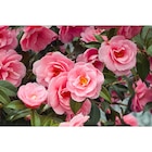 Camélia en promo chez Carrefour Market Camélia dans le catalogue Carrefour Market