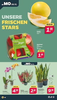 Orchidee im Netto mit dem Scottie Prospekt "Günstig. Besser. Für Dich." mit 39 Seiten (Dresden)