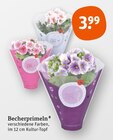 Becherprimeln Angebote bei tegut Mühlhausen für 3,99 €