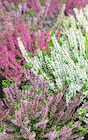 Aktuelle Pflanzen Angebote bei ZG Raiffeisen in Freiburg (Breisgau) Aktuelles Calluna Garden Girls Angebot bei ZG Raiffeisen in Freiburg (Breisgau) ab 1,25 €
