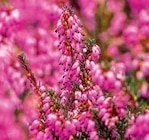 Winterheide im Pflanzen Kölle Prospekt Winterheide von im aktuellen Pflanzen Kölle Prospekt für 2,99 €