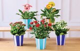 Plante Fleurie - U Express à Nice Plante Fleurie en promo chez U Express Nice à 4,99 €
