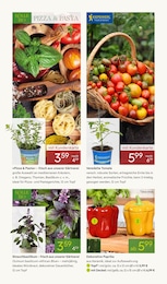 Pflanzen Kölle Topf im Prospekt 