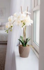 Deko-Orchidee Angebote von HOME CREATION bei ALDI SÜD Kamp-Lintfort für 12,99 €