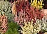 BESENHEIDE (CALLUNA VULGARIS) bei OBI im Abensberg Prospekt für 1,39 €