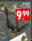 Orchidee bei EDEKA im Korschenbroich Prospekt für 9,99 €